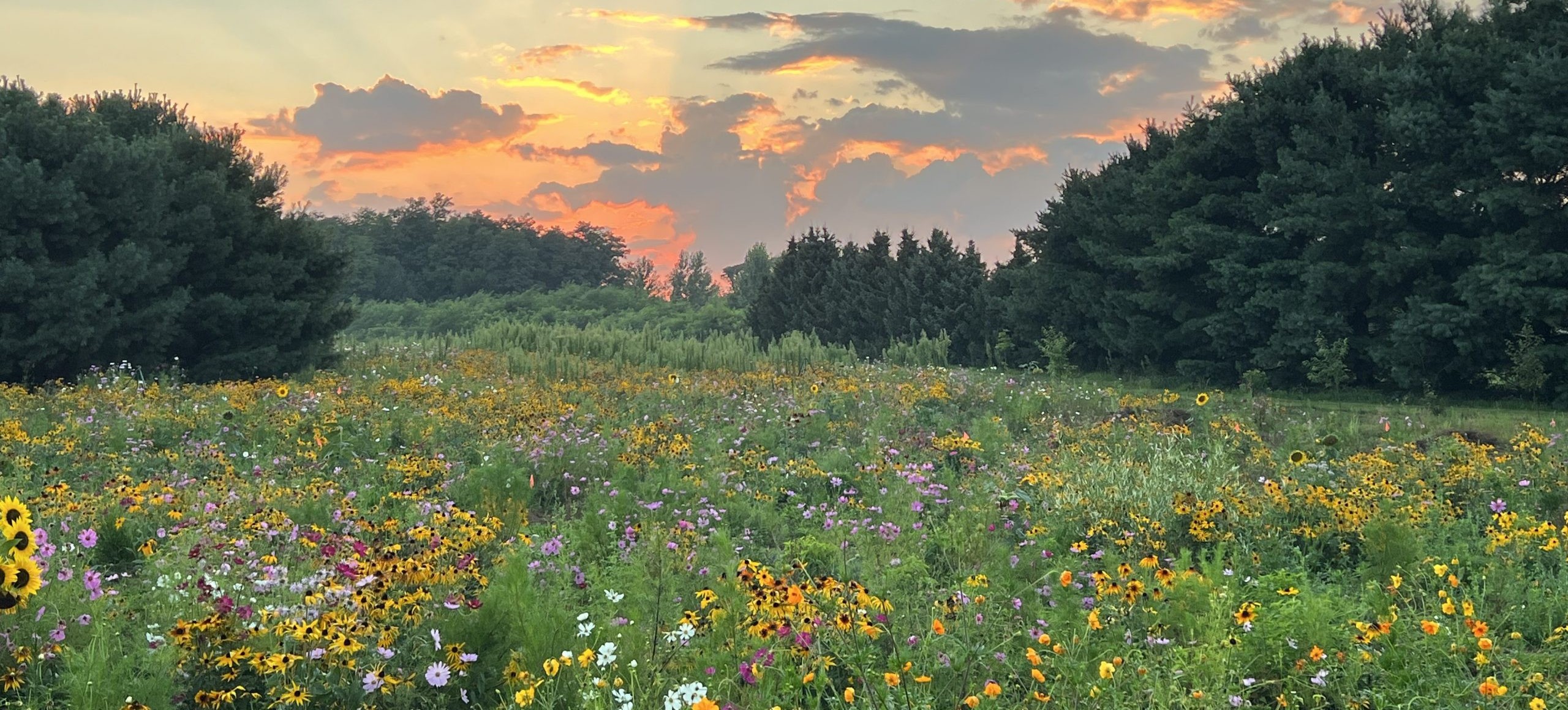 field of flowers